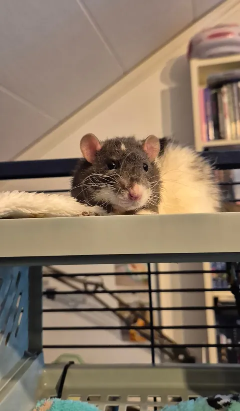 Rat bunk bed 🛏