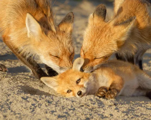 An adorable fox kit! Info in comments: