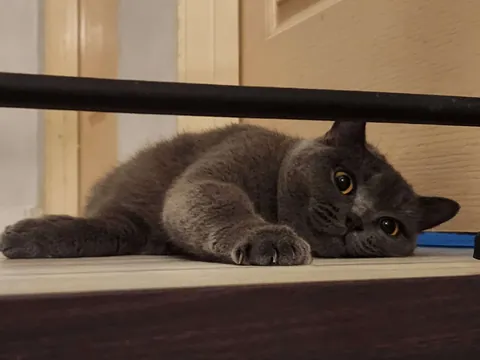 Lost my Orange Queen last week, my other cat and I are struggling.