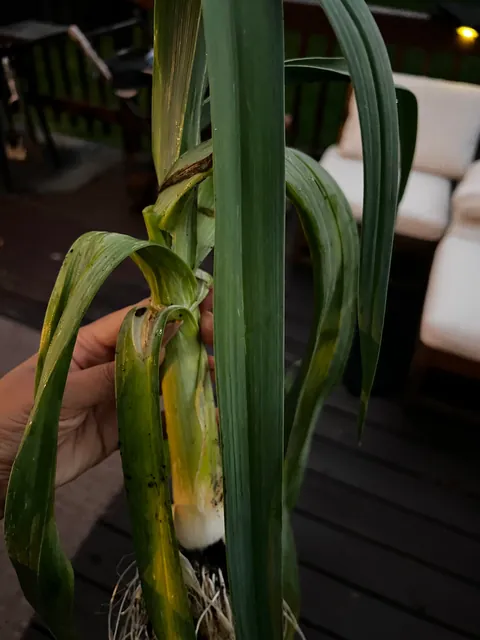 What is this in my herb garden?