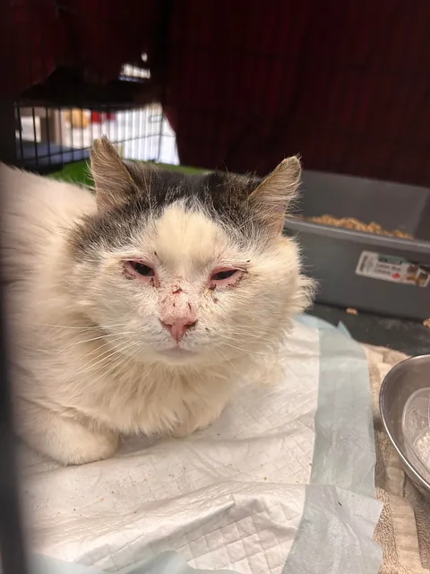 What a change 2 months can make- Foster Fail- read for a happy end 😻