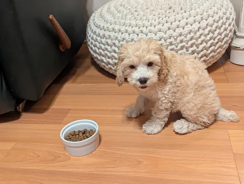 Husband got me a long awaited puppy for Christmas 🥹🐩 meet Delilah 💖