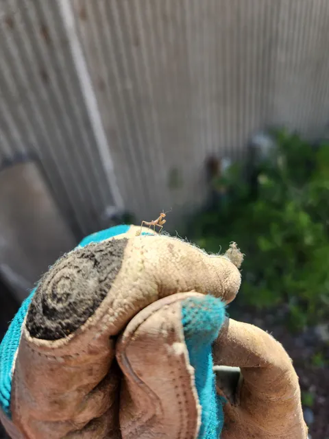 This tiny praying mantis I found while pulling weeds