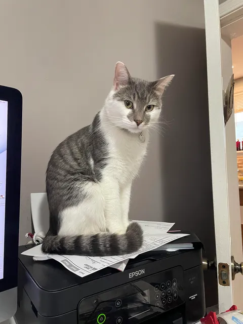 Any reason why my cat just stares at me like this for hours?