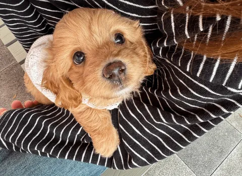 She is a real baby pup and she really is this cute