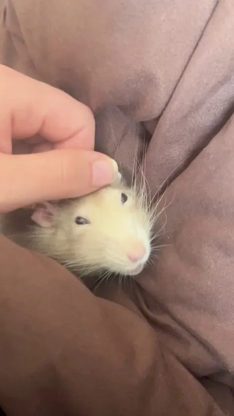 Is my rat resetting?