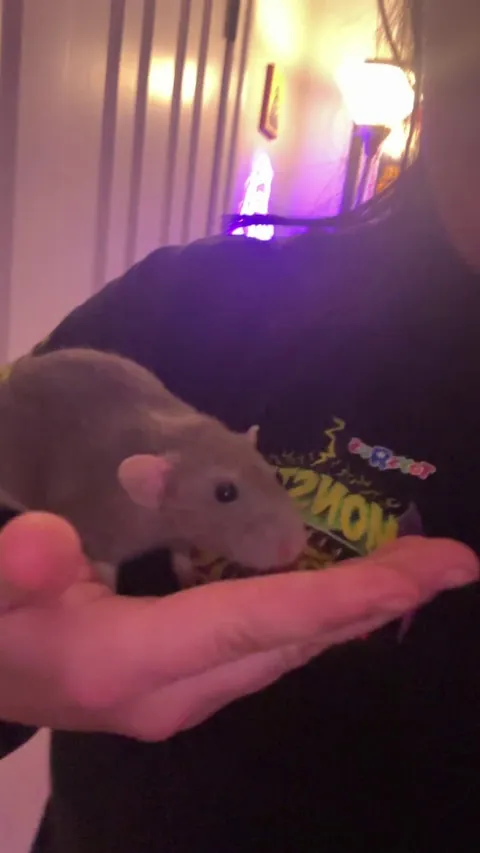 My rat is constantly licking me