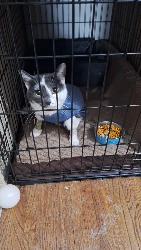 The most expensive cat I've ever had