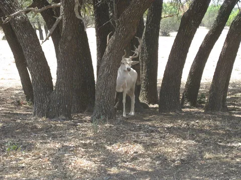 🔥 A white deer tries to hide but doesn't realize he lacks the ability to camouflage like his other deer friends.