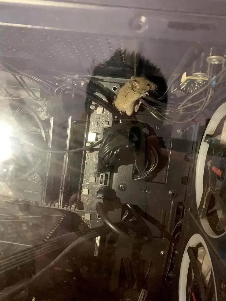 The mouse is trying to fix my computer!