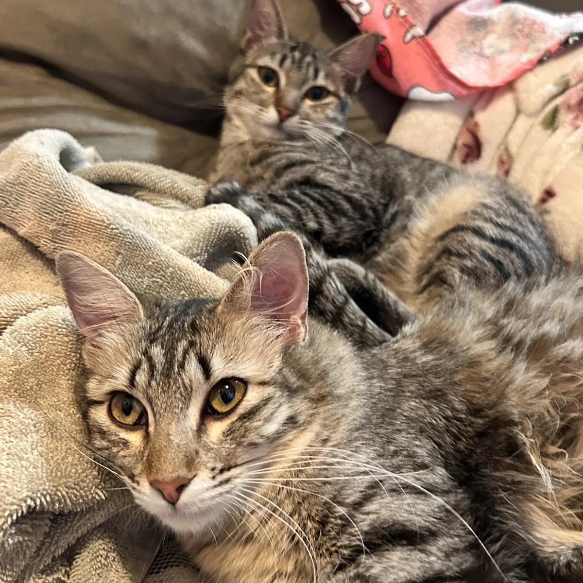 These two gooberinas are in heat and they don't stop meowing 😭 any advice on how can I calm them down?