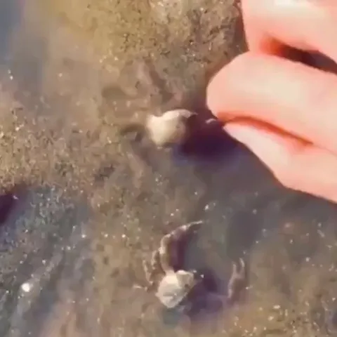 🔥Male crab protecting a female crab when an annoying human tries messing with her
