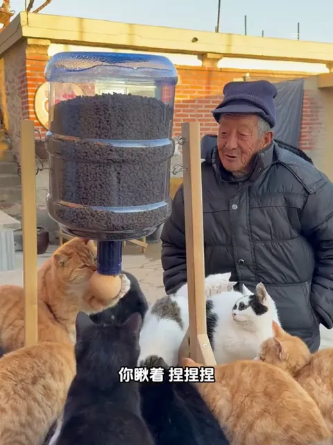An old man feeding hungry cats