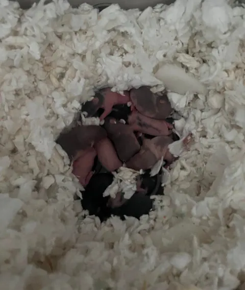 So as it turns out, my rat was, indeed, not faking her pregnancy. Not at all.