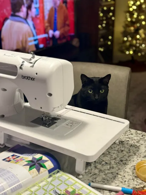 Quilting kitty 🧵🐈‍⬛