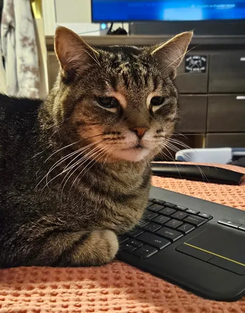 I tried to take a picture of my tattoo but my roomie's cat had other plans