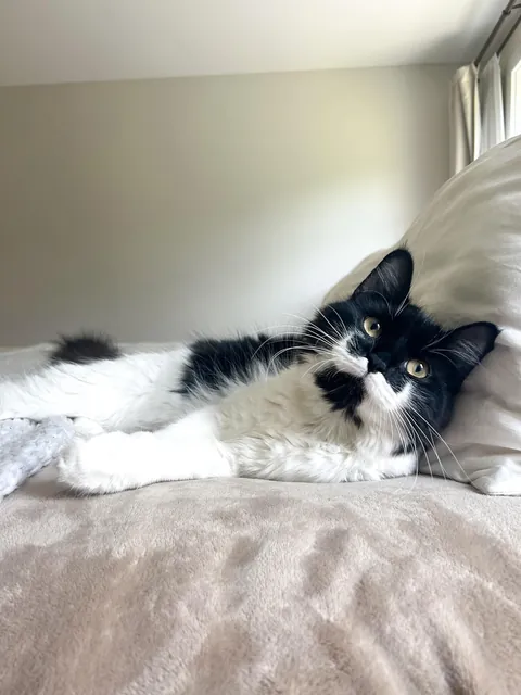 The dumpster cat that gave me cat scratch disease.