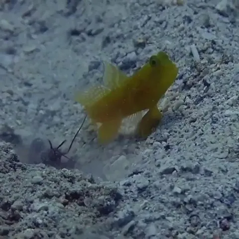 There is a symbiotic relationship that exists between goby fish and some shrimp. The gobies who have better eyesight keep watch for threats, while the shrimp who are better diggers dig a burrow. They will both use the burrow to sleep at night and as protection from predators.