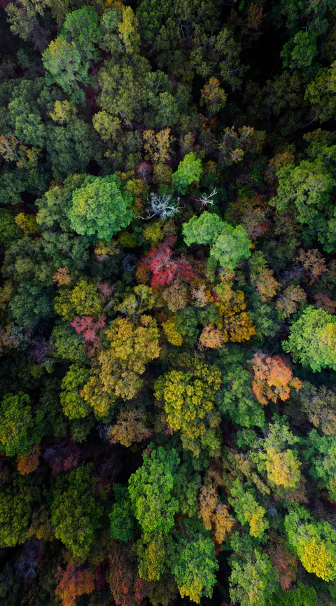 🔥 Fall Woods 