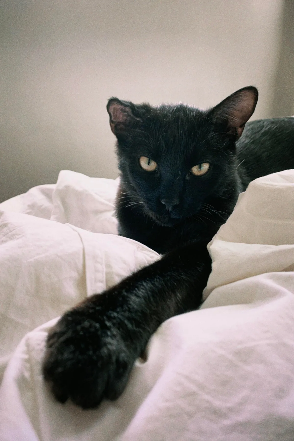 Two weeks without you 🐈‍⬛