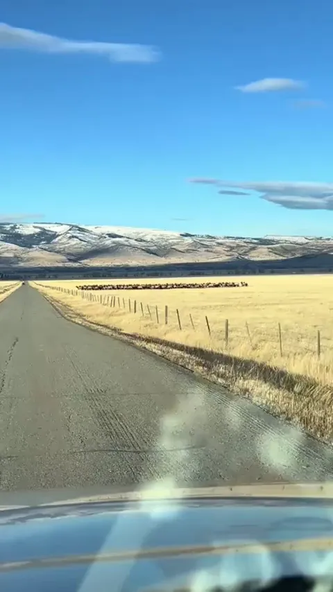🔥 A herd of elk seamlessly crossing two fences and a road
