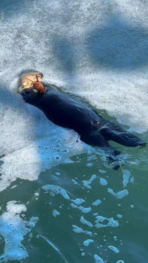🔥 A sea otter I found in Monterey, CA eating a crab 