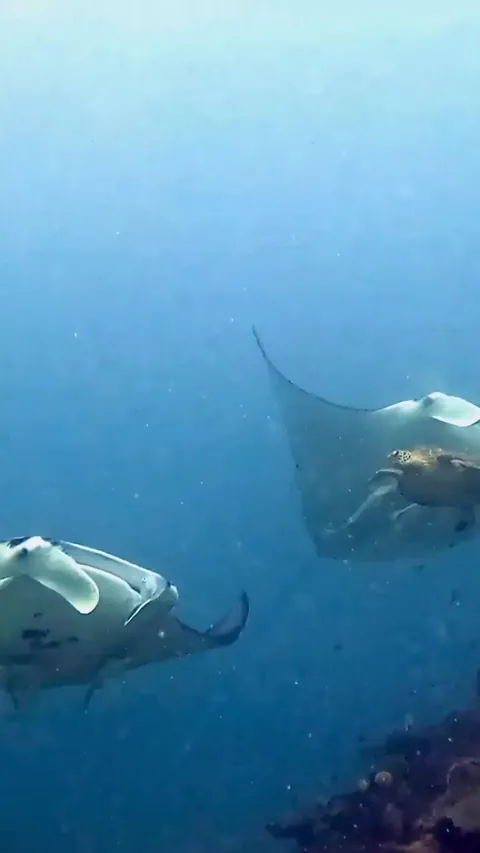 Turtle slapped a Manta ray