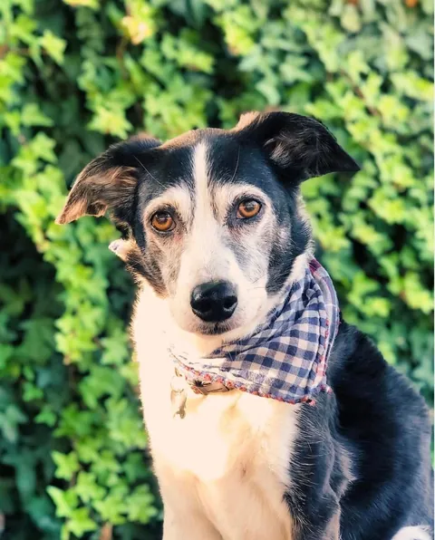 Watch my 20 yo dog slowly turn frosty faced.