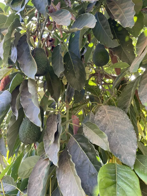 The avocado tree that I grew from seed is finally producing!