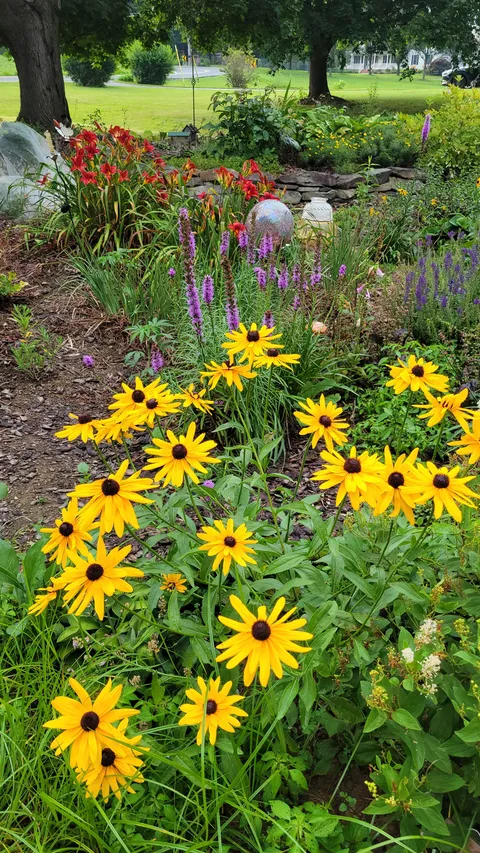 My garden in full bloom