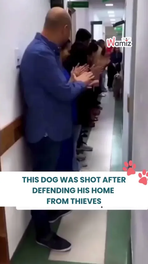 What a brave dog!