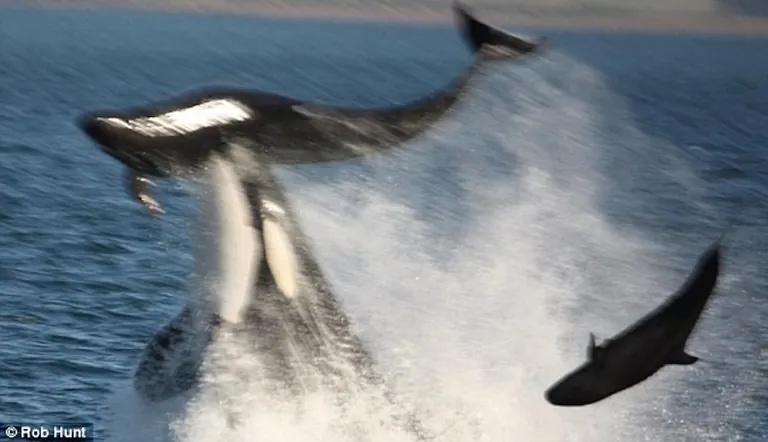Killer whale attacking false killer whales