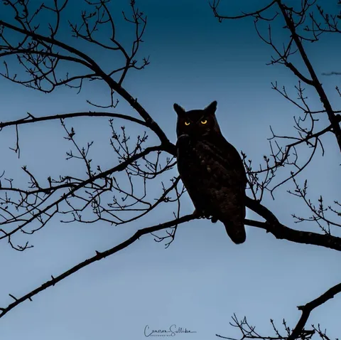 🔥 a great horned owl surveys its domain at twilight