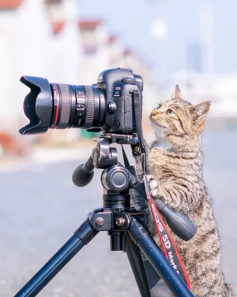 Photographer