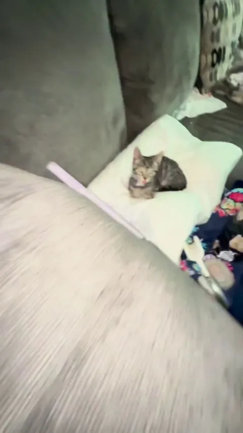 What’s wrong with my cat??