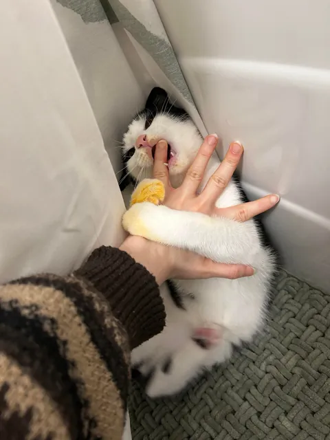 HOW DO I CLEAN HIS PASTA SAUCE PAWS