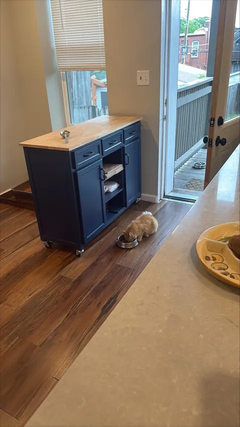 Took in a feral and now I'm caring for a litter of Kittens