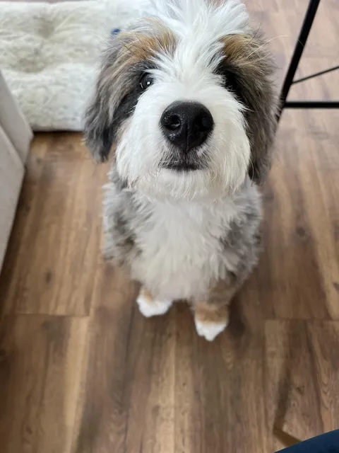 My sister’s labradoodle waiting to be petted 