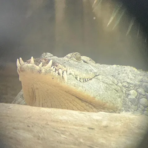 I saw a crocodile missing a large part of her upper jaw 