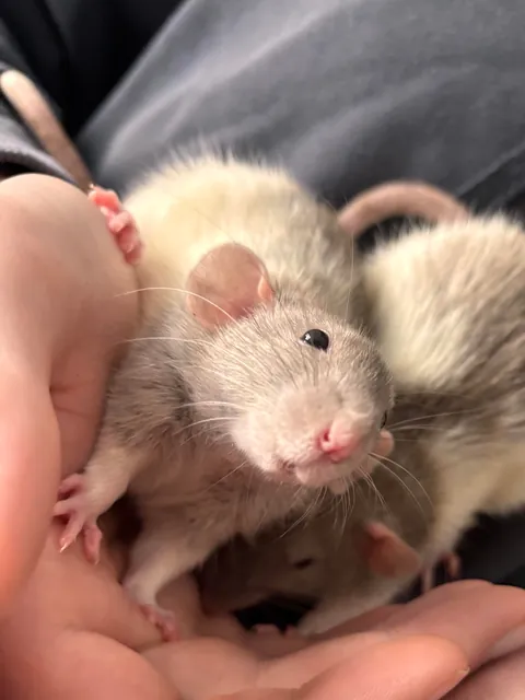 New fosters! (pray i don’t give in to their cuteness and adopt)