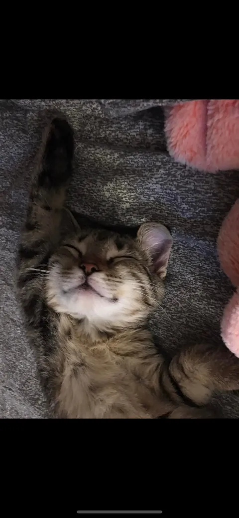 Lost my baby girl of 8 years yesterday