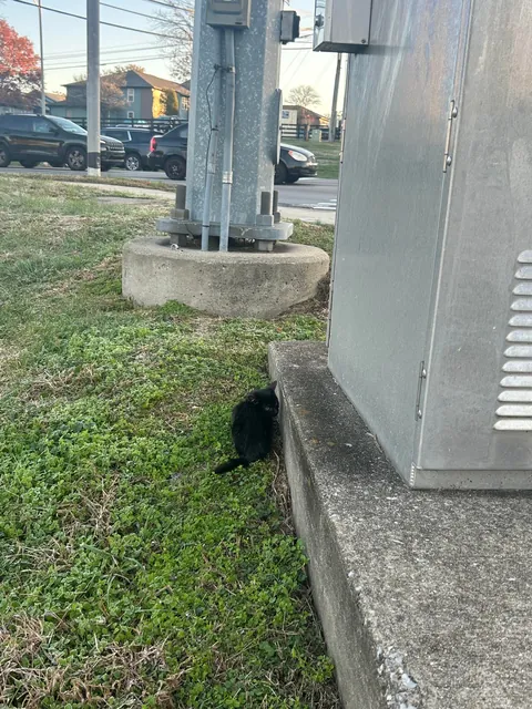 saved this tiny gremlin from traffic today