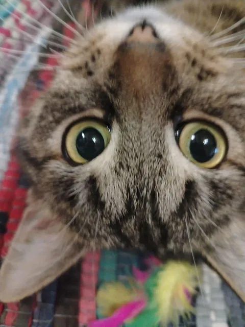 My friend says he looks weird, but I think he’s perfect. Thoughts?