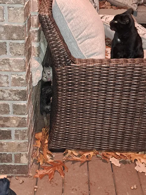 Interrupted my mom's cat hanging out with a opossum. It got scared and hid behind the couch.