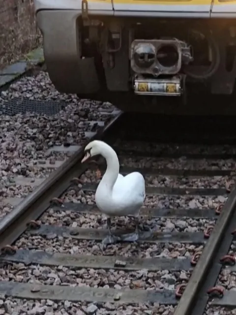 Because of this little goose, my train was delayed by 30 minutes.