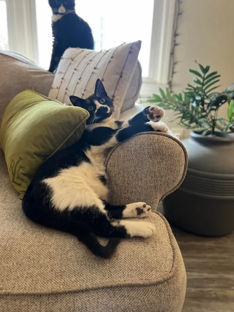 Cosmo’s ✨transformation✨