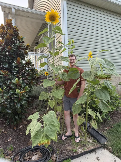 Sunflowers are pretty cool (I’m 6’4”)