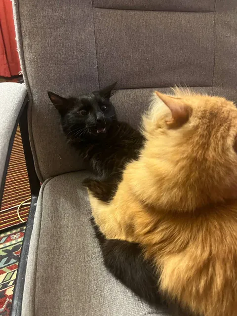 A photo of your pet from each of you!
