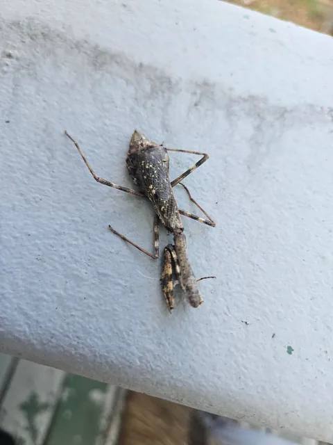 Parasite Filled Mantis: Last Update