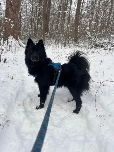 How it started -> How it’s going! Blessed to have found my best friend and adventure partner in a crowded rescue.